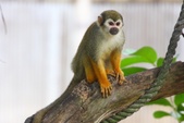 Squirrel Monkey