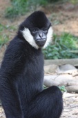 White-cheeked Gibbon