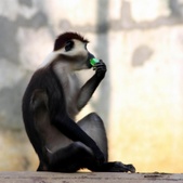 White-Collared Mangabey