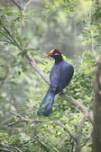 Enlarge photo 62