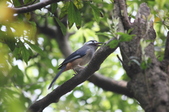 Enlarge photo 42