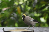 Enlarge photo 35