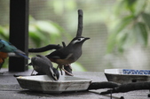 Enlarge photo 41