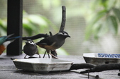 Enlarge photo 40