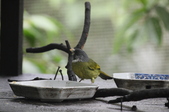 Enlarge photo 44