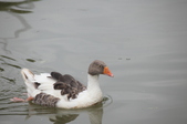 Enlarge photo 52