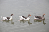 Enlarge photo 53
