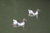Enlarge photo 54
