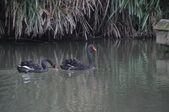 Enlarge photo 57