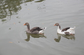 Enlarge photo 56