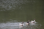 Enlarge photo 58