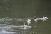 Enlarge photo 59