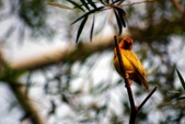 Baya weaver