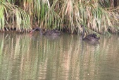 Black swan