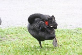 Enlarge photo 16