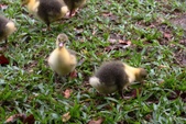Enlarge photo 19