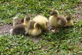 Enlarge photo 32