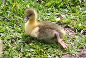 Enlarge photo 38