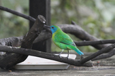 Chloropsis cochinchinensis