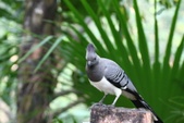 Criniferoides leucogaster