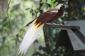 Greater Bird Of Paradise