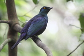 Lamprotornis chalybaeus