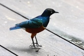 Lamprotornis superbus