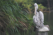Pelecanidae