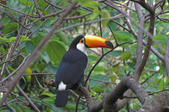 Ramphastos toco