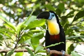 Ramphastos vitellinus
