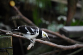 Sturnus nigriollis