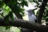 Sturnus sinensis