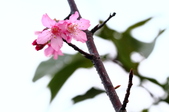 Enlarge photo 25