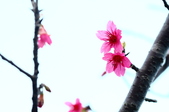 Enlarge photo 33