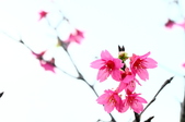 Enlarge photo 35