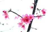 Enlarge photo 39
