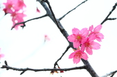 Enlarge photo 40