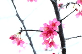 Enlarge photo 41