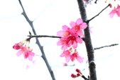 Enlarge photo 42