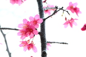 Enlarge photo 43