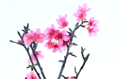 Enlarge photo 44