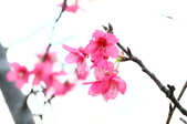 Enlarge photo 45