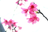 Enlarge photo 46