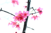 Enlarge photo 47