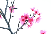 Enlarge photo 48