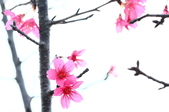 Enlarge photo 49