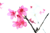 Enlarge photo 50