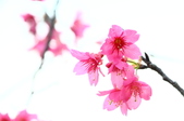 Enlarge photo 51