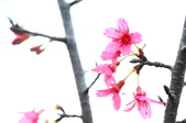 Enlarge photo 52