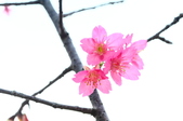 Enlarge photo 53